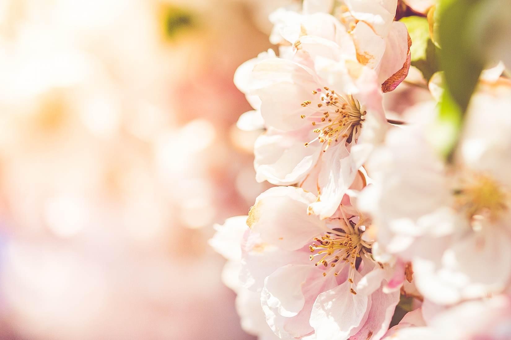 Wonderful Spring Blooms BY VIKTOR HANACEK via picjumbo.com